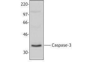 Western Blotting (WB) image for anti-Caspase 3 (CASP3) antibody (ABIN2665464) (Caspase 3 antibody)