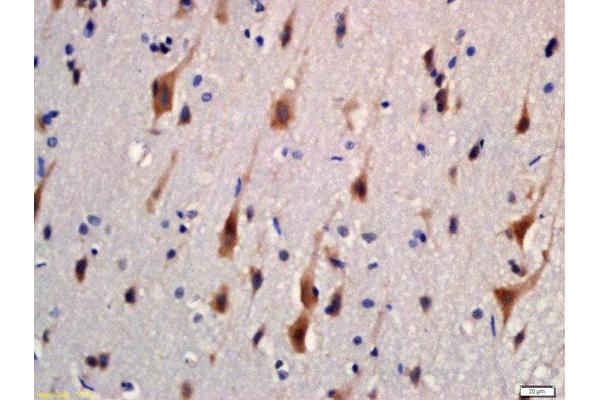 WWC1 antibody  (AA 351-450)
