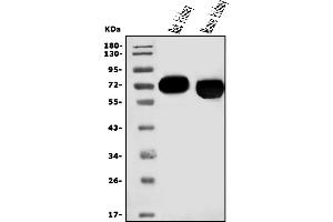 Western blot analysis of EAAT3/SLC1A1 using anti-EAAT3/SLC1A1 antibody (ABIN7600199).