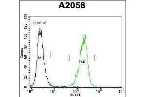 TI Antibody (C-term) (ABIN655149 and ABIN2844770) flow cytometric analysis of  cells (right histogram) compared to a negative control cell (left histogram). (TIMP1 antibody  (C-Term))