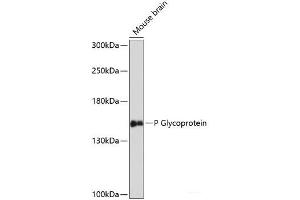 Western blot analysis of extracts of Mouse brain using P Glycoprotein Polyclonal Antibody at dilution of 1:3000. (P-Glycoprotein antibody)