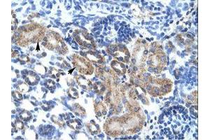 Image no. 1 for anti-Family with Sequence Similarity 164, Member A (FAM164A) (AA 230-279) antibody (ABIN202247) (FAM164A antibody  (AA 230-279))