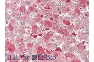IHC-P analysis of Human Liver Tissue, with HE staining. (Neuropilin 1 antibody  (AA 646-814))