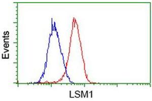 Image no. 2 for anti-LSM1 Homolog, U6 Small Nuclear RNA Associated (LSM1) (AA 1-133) antibody (ABIN1490575) (LSM1 antibody  (AA 1-133))