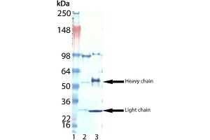 Western blot analysis of Digoxigenin, pAb : Lane 1: MW marker, Lane 2: LTC4, mAb (Digoxingenin conjugate), Lane 3: IL-8, mAb (Digoxigenin conjugate). (Digoxigenin, Digoxin antibody)