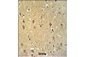 GPR17 Antibody (Center) (ABIN653809 and ABIN2843084) IHC analysis in formalin fixed and paraffin embedded brain tissue followed by peroxidase conjugation of the secondary antibody and DAB staining.
