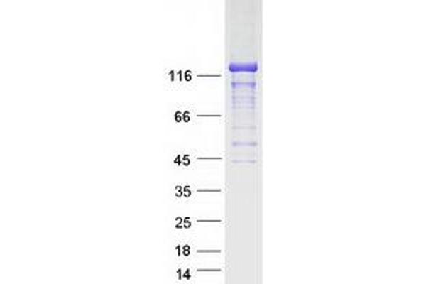 STARD13 Protein (Myc-DYKDDDDK Tag)
