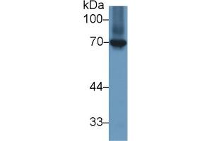 Western Blot; Sample: Gallus Kidney lysate; Primary Ab: 1µg/ml Rabbit Anti-Gallus HSPA8 Antibody Second Ab: 0. (Hsc70 antibody  (AA 534-615))