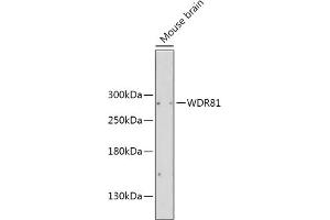 Western blot analysis of extracts of Mouse brain, using WDR81 antibody (ABIN6133378, ABIN6150207, ABIN6150208 and ABIN6216529) at 1:2000 dilution. (WDR81 antibody  (AA 360-600))