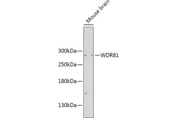 WDR81 Antikörper  (AA 360-600)