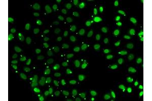 Immunofluorescence analysis of A549 cells using SUB1 antibody (ABIN5974252). (SUB1 antibody)