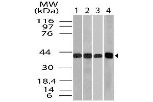 Image no. 1 for anti-Actin, beta (ACTB) (AA 1-200) antibody (ABIN5027055) (beta Actin antibody  (AA 1-200))