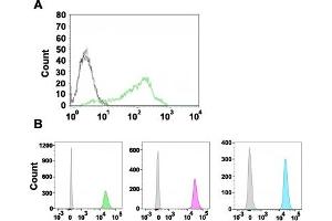 Flow cytometric analysis of 293T cells (A) and Jurkat cells (B) with NCL monoclonal antibody, clone NCL/902 .