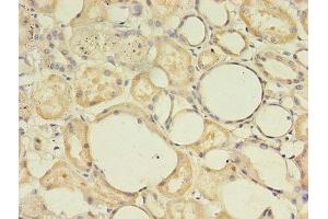 Immunohistochemistry of paraffin-embedded human kidney tissue using ABIN7166485 at dilution of 1:100