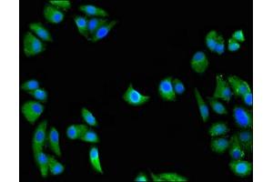 Immunofluorescent analysis of HepG2 cells using ABIN7166606 at dilution of 1:100 and Alexa Fluor 488-congugated AffiniPure Goat Anti-Rabbit IgG(H+L) (GULP1 antibody  (AA 199-279))