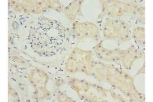 Immunohistochemistry of paraffin-embedded human kidney tissue using ABIN7145347 at dilution of 1:100 (BEND7 antibody  (AA 1-374))