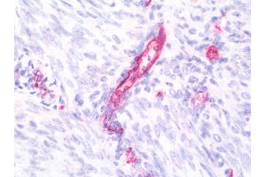 Anti-ATP5D antibody IHC staining of human uterus, endometrium. (ATP5F1D antibody  (FITC))