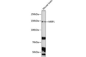 Western blot analysis of extracts of Mouse brain, using NRIP1 Polyclonal Antibody (ABIN6129065, ABIN6144857, ABIN6144858 and ABIN6225291) at 1:1000 dilution. (NRIP1 antibody  (AA 939-1158))
