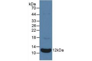 Detection of Recombinant NPPA, Bovine using Polyclonal Antibody to Natriuretic Peptide Precursor A (NPPA) (NPPA antibody  (AA 25-152))