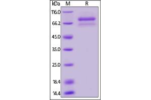 ANGPTL7 Protein (AA 27-346) (Fc Tag,AVI tag,Biotin)