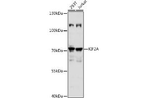 Western blot analysis of extracts of various cell lines, using KIF2A antibody (ABIN7268138) at 1:1000 dilution. (KIF2A antibody  (AA 30-220))
