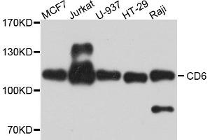 Western blot analysis of extracts of various cell lines, using CD6 antibody (ABIN5974488) at 1/1000 dilution. (CD6 antibody)