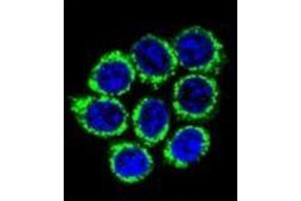 GOLGA8A antibody  (N-Term)