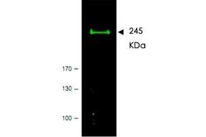Western blot using MTOR polyclonal antibody  shows detection of a band ~ 245 KDa corresponding to human MTOR (arrowhead). (MTOR antibody  (AA 2440-2457))