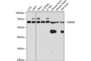 Western blot analysis of extracts of various cell lines, using CREBZF antibody (ABIN6127661, ABIN6139024, ABIN6139025 and ABIN6220268) at 1:3000 dilution. (CREBZF antibody  (AA 1-354))