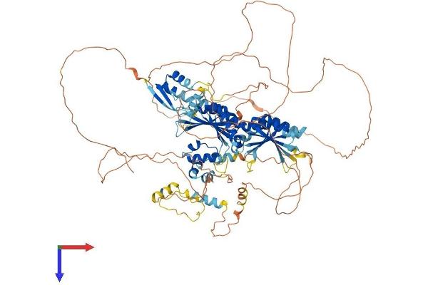 BICC1 Protein (AA 1-974) (His tag)