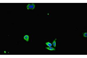 Immunofluorescent analysis of HepG2 cells using ABIN7156891 at dilution of 1:100 and Alexa Fluor 488-congugated AffiniPure Goat Anti-Rabbit IgG(H+L) (IL32 antibody  (AA 31-234))
