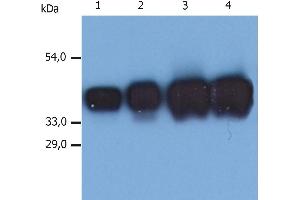 Western Blotting analysis (reducing conditions) of whole cell lysate of MCF-7 human breast adenocarcinoma cell line. (Cytokeratin 19 antibody)