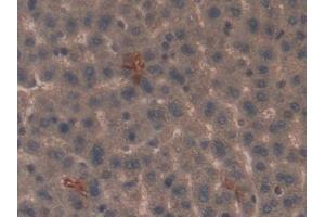 Detection of SP-B in Rat Liver Tissue using Polyclonal Antibody to Surfactant Protein B (SP-B) (SFTPB antibody  (AA 111-352))