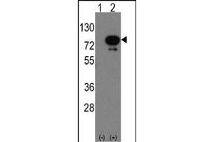 Western blot analysis of Deaf1(arrow) using rabbit polyclonal Deaf1 Antibody (Human C-term) (ABIN389164 and ABIN2839330). (DEAF1 antibody  (C-Term))