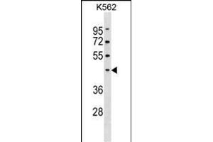 PELI1 Antibody (Center) (ABIN1537962 and ABIN2850273) western blot analysis in K562 cell line lysates (35 μg/lane). (Pellino 1 antibody  (AA 177-204))