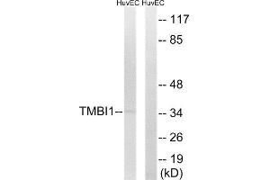 Western Blotting (WB) image for anti-Transmembrane BAX Inhibitor Motif Containing 1 (TMBIM1) (C-Term) antibody (ABIN1852313) (TMBIM1 antibody  (C-Term))