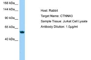 Host: Rabbit Target Name: CTNNA3 Sample Type: Jurkat Whole Cell lysates Antibody Dilution: 1. (CTNNA3 antibody  (N-Term))