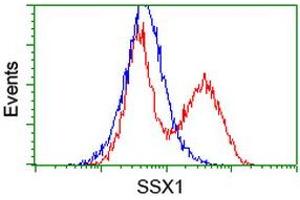 Image no. 3 for anti-Synovial Sarcoma, X Breakpoint 1 (SSX1) antibody (ABIN1501158) (SSX1 antibody)