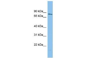 WDR49 antibody used at 1 ug/ml to detect target protein. (WDR49 antibody  (N-Term))
