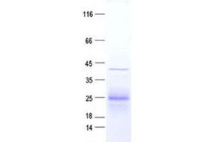 Validation with Western Blot (GTSF1L Protein (DYKDDDDK Tag))