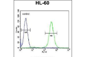 Flow cytometric analysis of HL-60 cells (right histogram) compared to a negative control cell (left histogram). (RINL antibody  (N-Term))