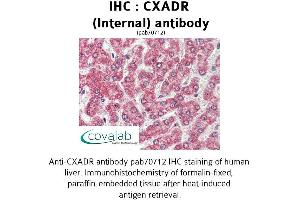 Image no. 1 for anti-Coxsackie Virus and Adenovirus Receptor (CXADR) (Internal Region) antibody (ABIN1733389) (Coxsackie Adenovirus Receptor antibody  (Internal Region))