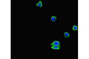 Immunofluorescent analysis of HepG2 cells using ABIN7151461 at dilution of 1:100 and Alexa Fluor 488-congugated AffiniPure Goat Anti-Rabbit IgG(H+L) (EHD3 antibody  (AA 269-498))