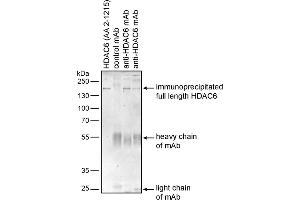 Immunoprecipitation of recombinant human HDAC6 by mouse monoclonal antibodies 178 and 236 using protein G-coated Dynabeads. (HDAC6 antibody)