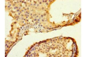 Immunohistochemistry of paraffin-embedded human testis tissue using ABIN7173479 at dilution of 1:100 (TRIM74 antibody  (AA 47-249))