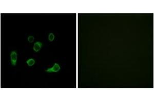 Immunofluorescence (IF) image for anti-Autophagy related 4C Cysteine Peptidase (ATG4C) (AA 21-70) antibody (ABIN2890246) (ATG4C antibody  (AA 21-70))