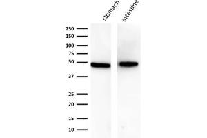 Western Blotting (WB) image for anti-Keratin 18 (KRT18) antibody (ABIN6939932)
