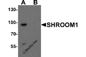 Western Blotting (WB) image for anti-Shroom Family Member 1 (SHROOM1) (C-Term) antibody (ABIN1077406) (SHROOM1 antibody  (C-Term))