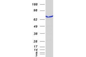Validation with Western Blot (PEX5 Protein (Transcript Variant 2) (Myc-DYKDDDDK Tag))