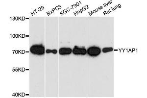 Western blot analysis of extracts of various cell lines, using YY1AP1 antibody. (YY1AP1 antibody)